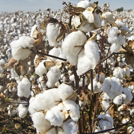 Couverture lestée coton bio : avantages